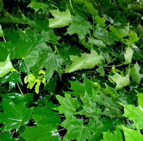 Клен остролистный, или платановидный - Acer platanoides L.