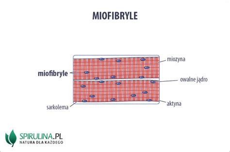 Miofibryle Algi Spirulina I Chlorella