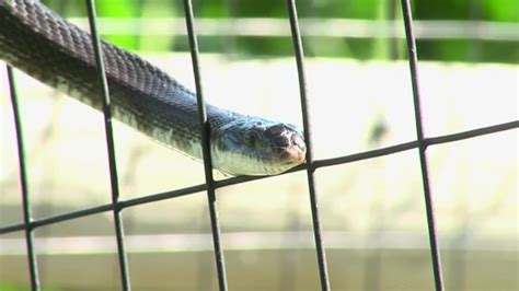 Web Exclusive Summer Snake Safety Abc27