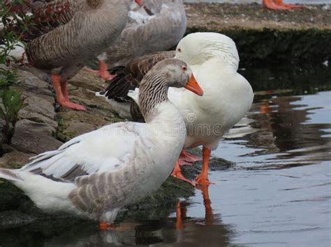 Greylag and white geese stock image. Image of group - 185259579