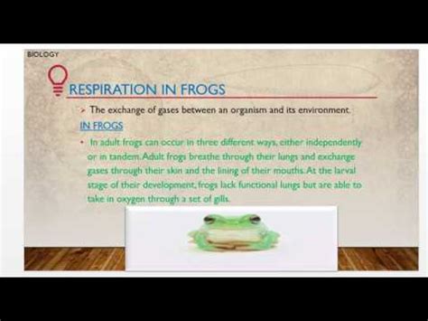 Respiration In Frogs Different Organs In Frogs For Respiration YouTube