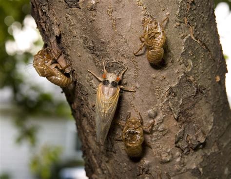 What do cicadas eat? | The US Sun