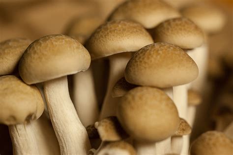 Edible Mushrooms That Grow On Wood And You Can Grow At Home