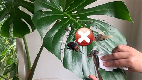 Cómo ahuyentar mosquitos en las plantas de interior Gastrolab España