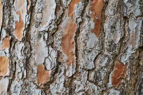 Bark Review | How it Works & What To Expect