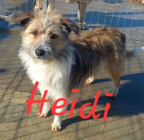 HEIDI Ein Herz für Fellnasen