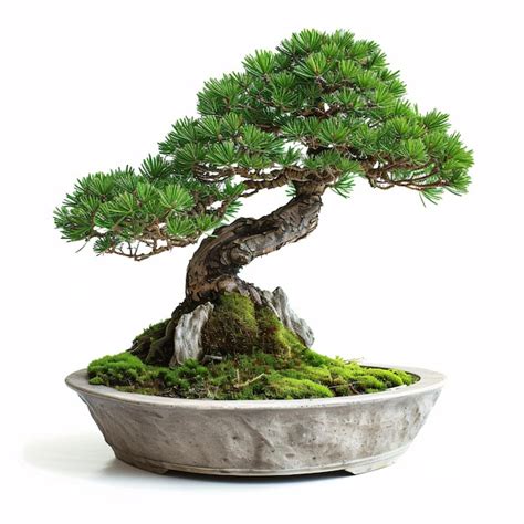 Premium Photo A Bonsai Tree In A Pot