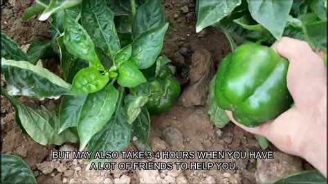 Bell Pepper Farming Experience Harvesting Bell Peppers Youtube