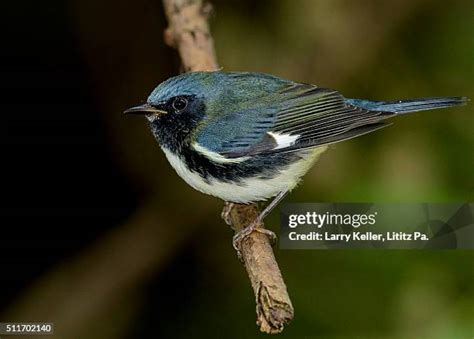 45 Black Throated Blue Warbler Stock Photos, High-Res Pictures, and ...