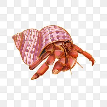 Hermit Crab Shell PNG Transparent Images Free Download | Vector Files ...