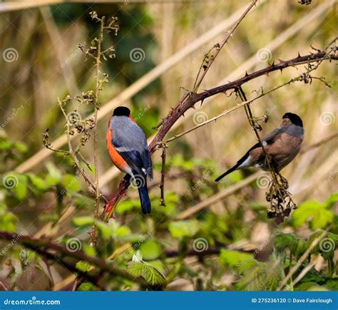 A Stunning Animal Portrait of a Male and Female Bullfinch Bird Stock ...