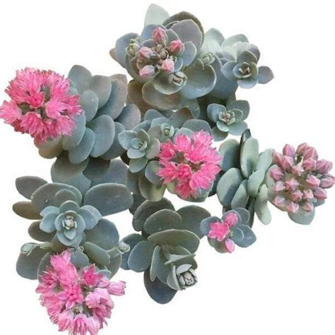 BLUE ELF SEDUM SUNSPARKLER