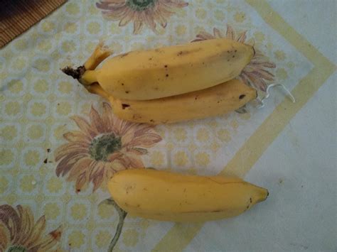 Yo look at that weird big bananas my roommate got (weird big banana for