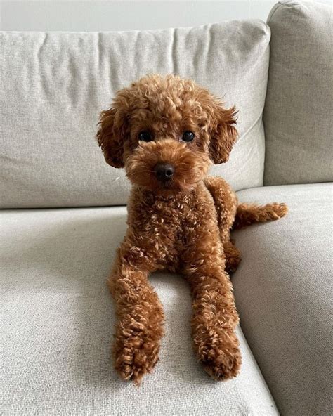How To Train A Miniature Toy Poodle