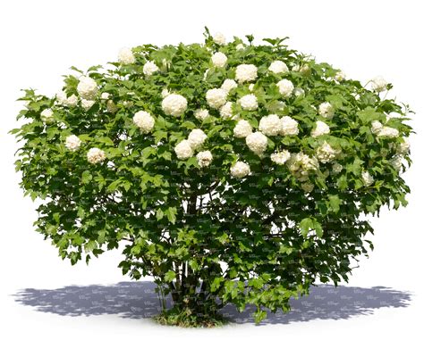 blooming guelder rose - VIShopper