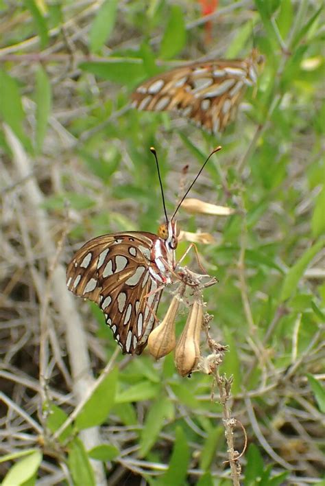 Gulf Fritillary From South Mountain Village Phoenix Az Usa On June