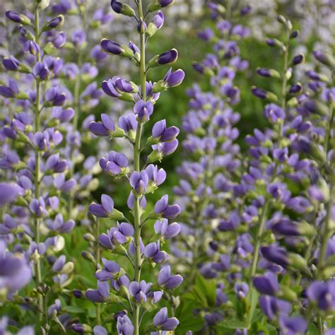 Baptisia x 'Blue Bubbly' (False Indigo) – Fieldstone Gardens Inc