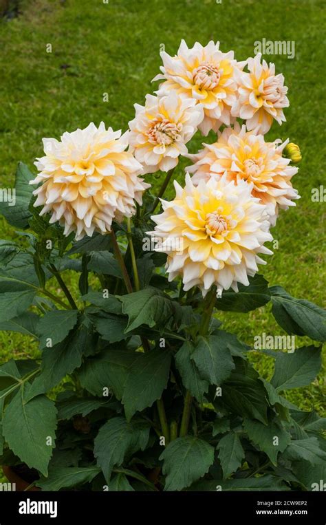 Dinner Plate Dahlia Hi Res Stock Photography And Images Alamy