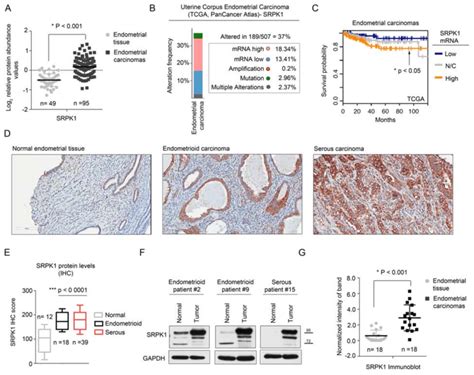 SRPK1 Is Overexpressed In Endometrial Tumors And Associated With Poor