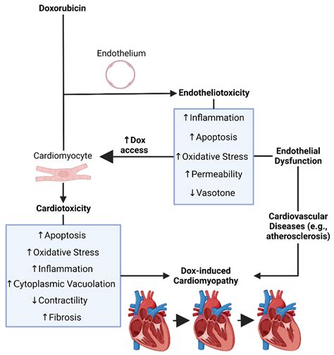 Doxorubicin Induced Cardiomyopathy Encyclopedia Mdpi