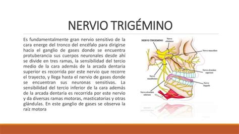 Morfofisiologia Del Sistema Nervioso Central Ppt