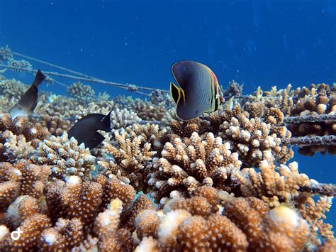Travel Trade Maldives - Banyan Tree Marine Lab, “Home of Conservation
