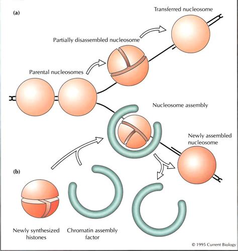 Figure 1 From Chromatin Nucleosome Assembly During Dna Replication