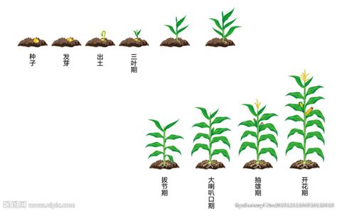 玉米生长过程矢量图图片 平面图图片素材 花瓣网