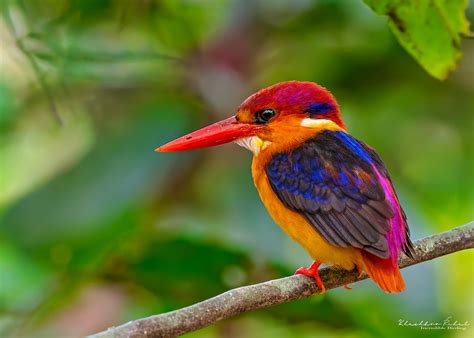 The Oriental Dwarf Kingfisher Ceyx Erithaca The Oriental Flickr