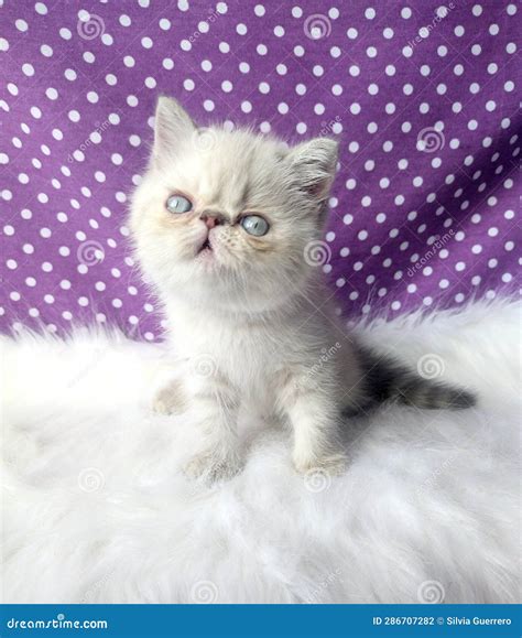 Persian male kitten stock photo. Image of shorthair - 286707282