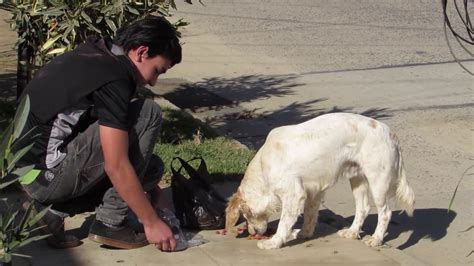 Asi Reaccionan Los Perros Callejeros Con Comida Youtube