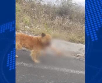 Un Perro Ten A En El Hocico El Brazo De Una Mujer Que Hab A Sido