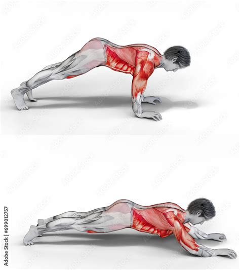 plank walkout  anatomy  fitness  bodybuilding