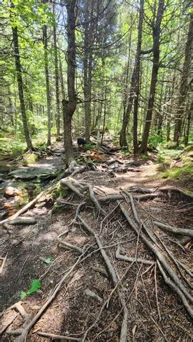 Os 10 Melhores Trilhos E Caminhadas Em Fundy National Park AllTrails