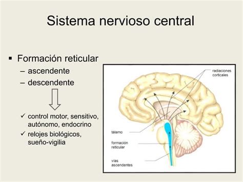 Sistema Nervioso Introducci N Ppt