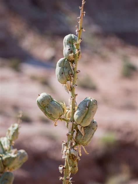 Learn How To Propagate A Yucca Plant