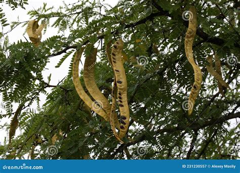 Acacia Pods With Seeds On A Tree Branch On Blurred Background Italy