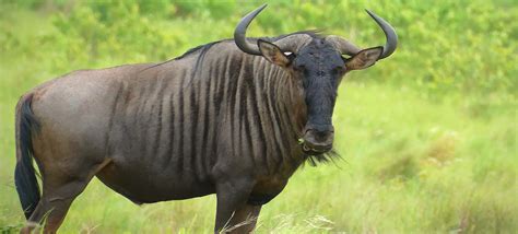 definitive guide  markhor facts habitat conservation status zoo