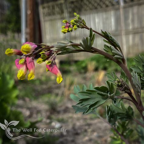 The unique blooms of pale corydalis (Corydalis sempervirens) just