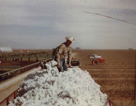 Arizona Cotton Cotton Harvest Gilbert Arizona Circa 1960