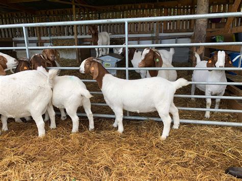 Services — Morton House Farm