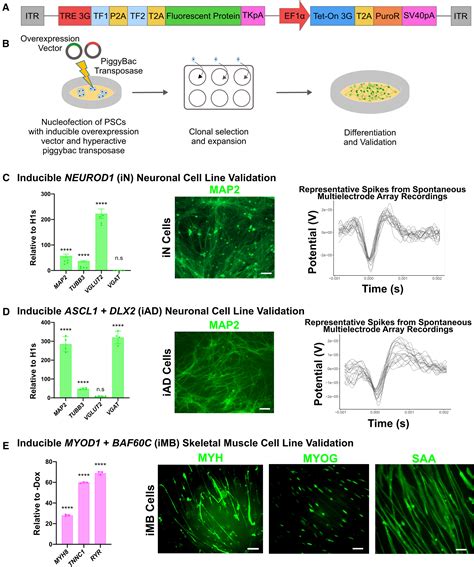 Programmatic Introduction Of Parenchymal Cell Types Into Blood Vessel