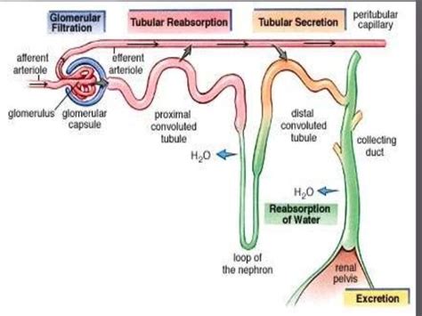 Osmoregulatory Functions Of Vertebrate Kidney