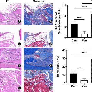 Histological Analysis Of Bone Regeneration Of Four Groups In Bone