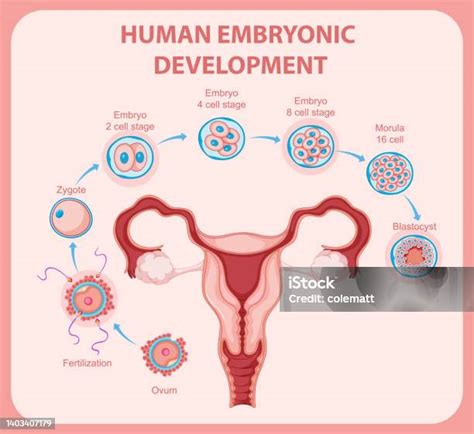 Perkembangan Embrionik Manusia Dalam Infografis Manusia Ilustrasi Stok Unduh Gambar Sekarang