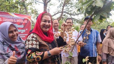 Menikmati Panen Kelengkeng Hawai Di Ngaliyan Semarang Buahnya Unik Dan