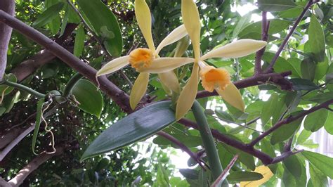 Earth Words Vanilla Orchid Blooms In The Matthaei Botanical Gardens