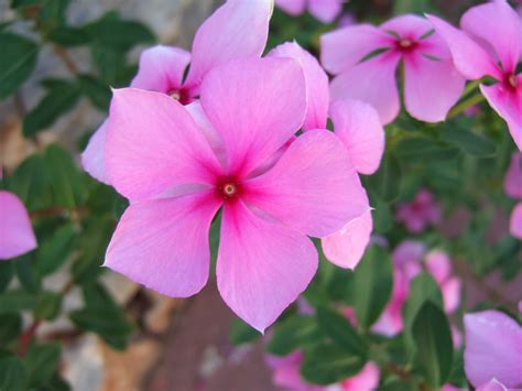 Fotos gratis pétalo verano botánica vistoso rosado flora flor