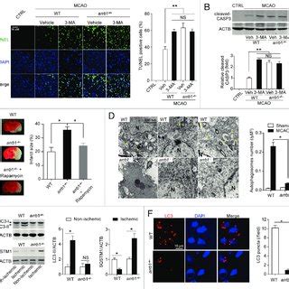 Deletion Of Arrb Markedly Limits The Autophagic Process And Promotes