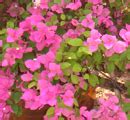 Bougainvillea Buy In Phra Pradaeng